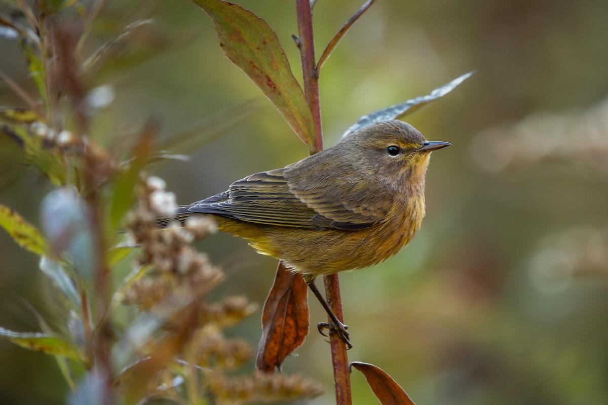 Palm Warbler (Yellow) - ML644995518