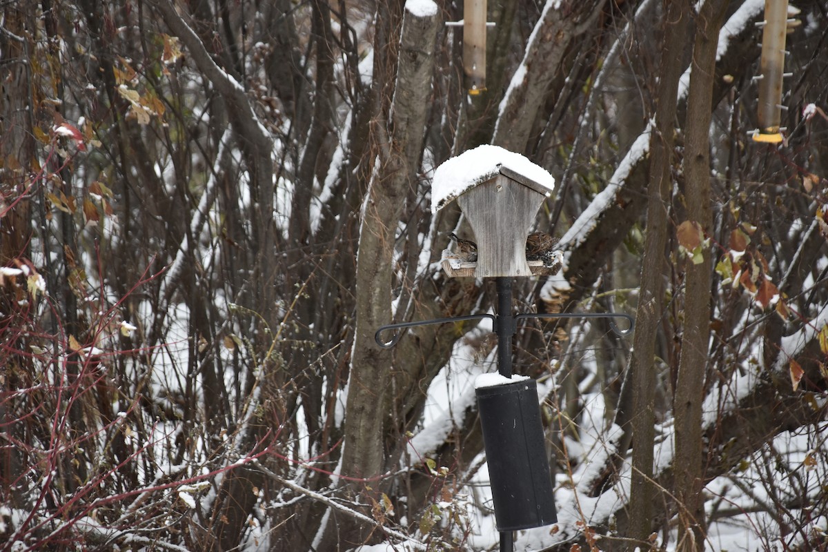White-throated Sparrow - ML644995519