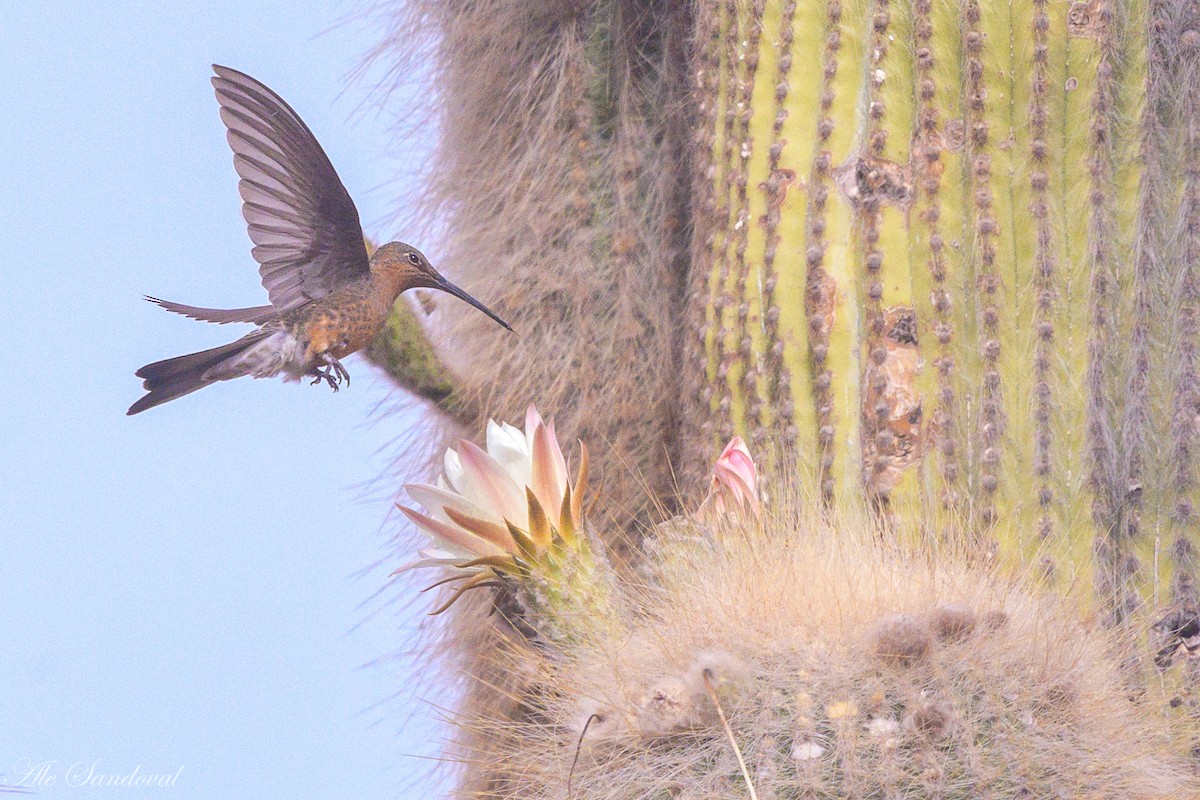 Giant Hummingbird - ML644995525