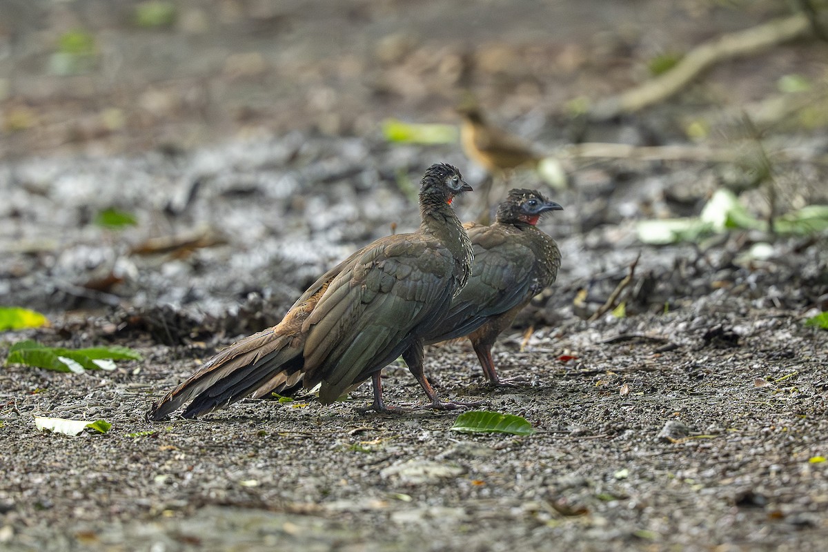 Crested Guan - ML644995527