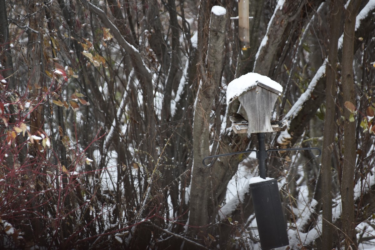 White-throated Sparrow - ML644995532