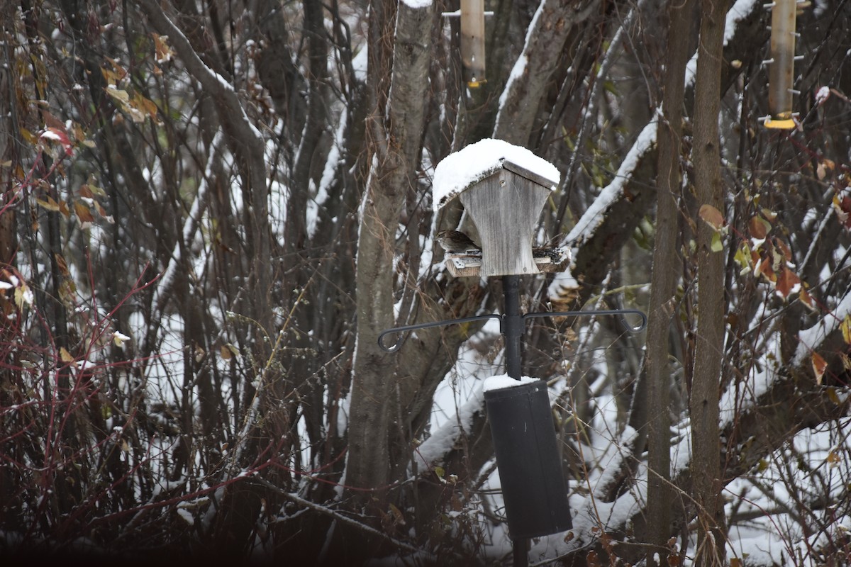 White-throated Sparrow - ML644995545