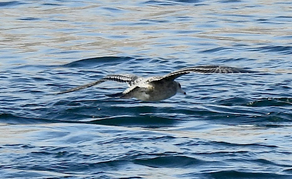 Larinae sp. - ML644995561