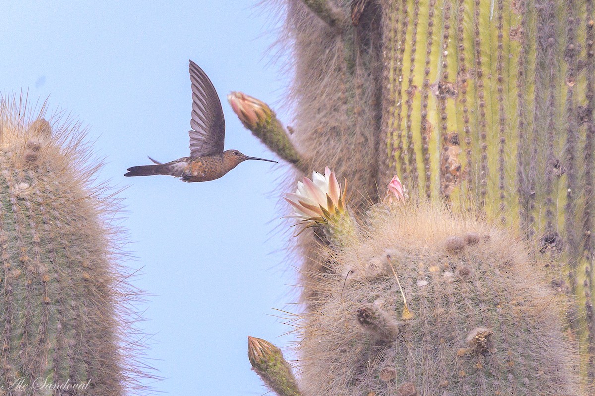 Giant Hummingbird - ML644995576