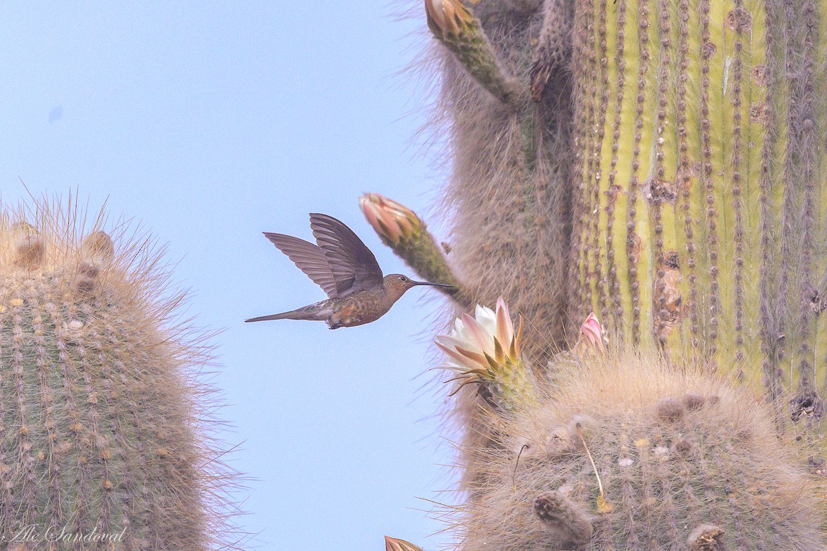 Giant Hummingbird - ML644995578