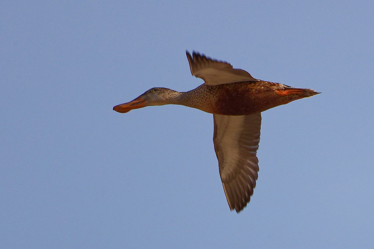 Ahate mokozabal zuria - ML644995588