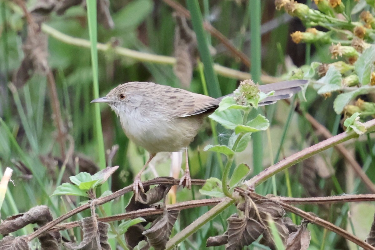 Graceful Prinia - ML644995589