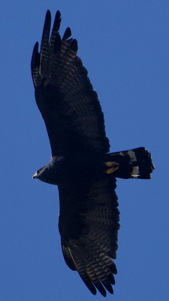 Zone-tailed Hawk - ML644995601