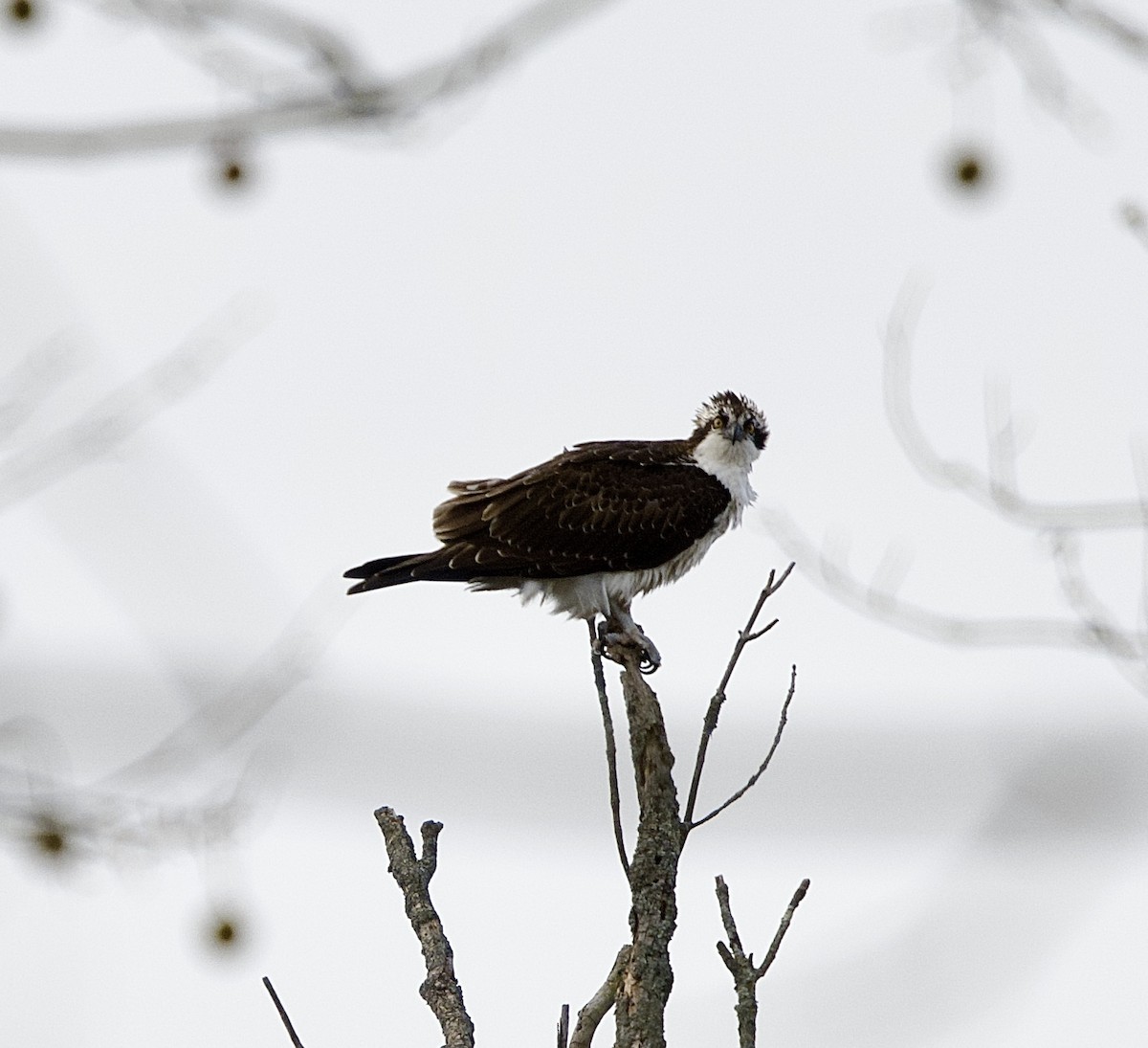 orlovec říční - ML644995602