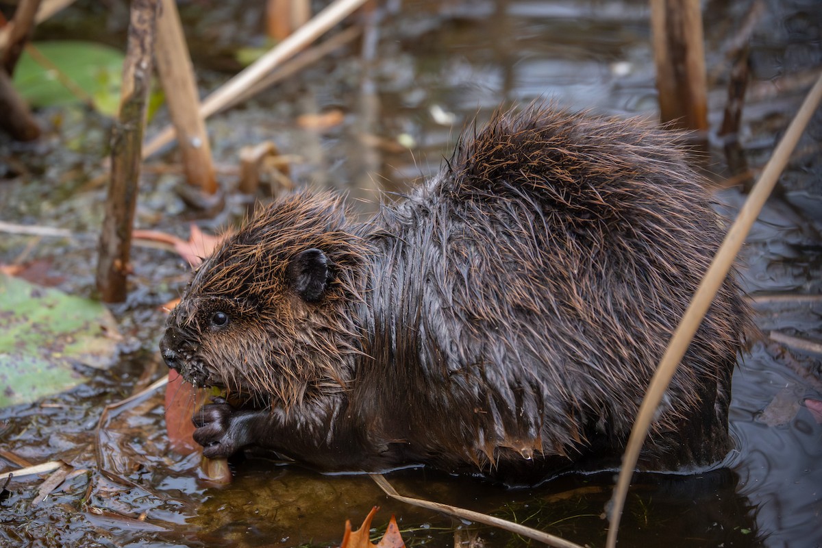 American Beaver - ML644995603