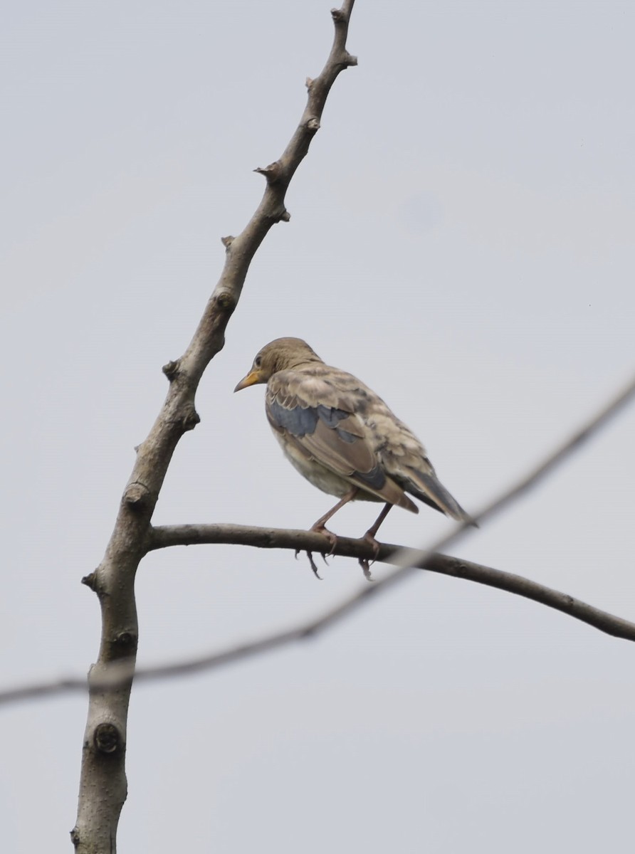 Rosy Starling - ML644995604