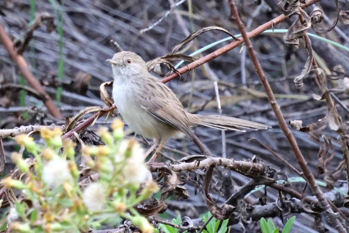 Graceful Prinia - ML644995626