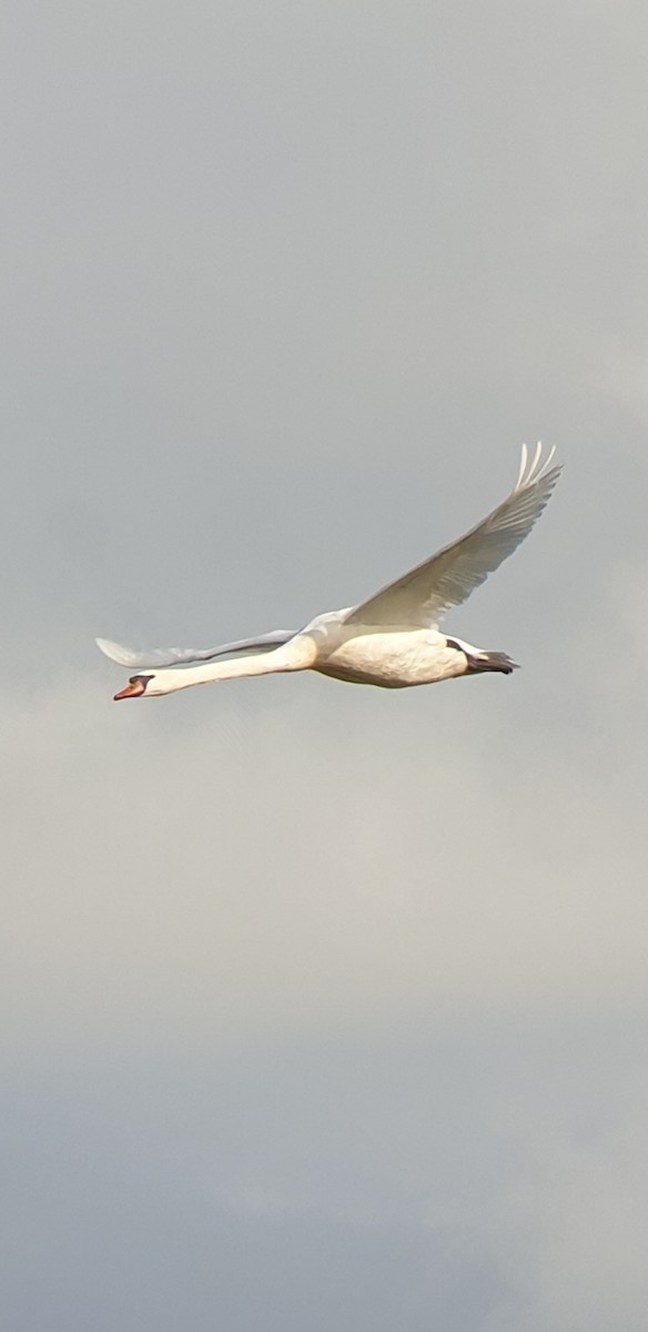 Mute Swan - ML644995645