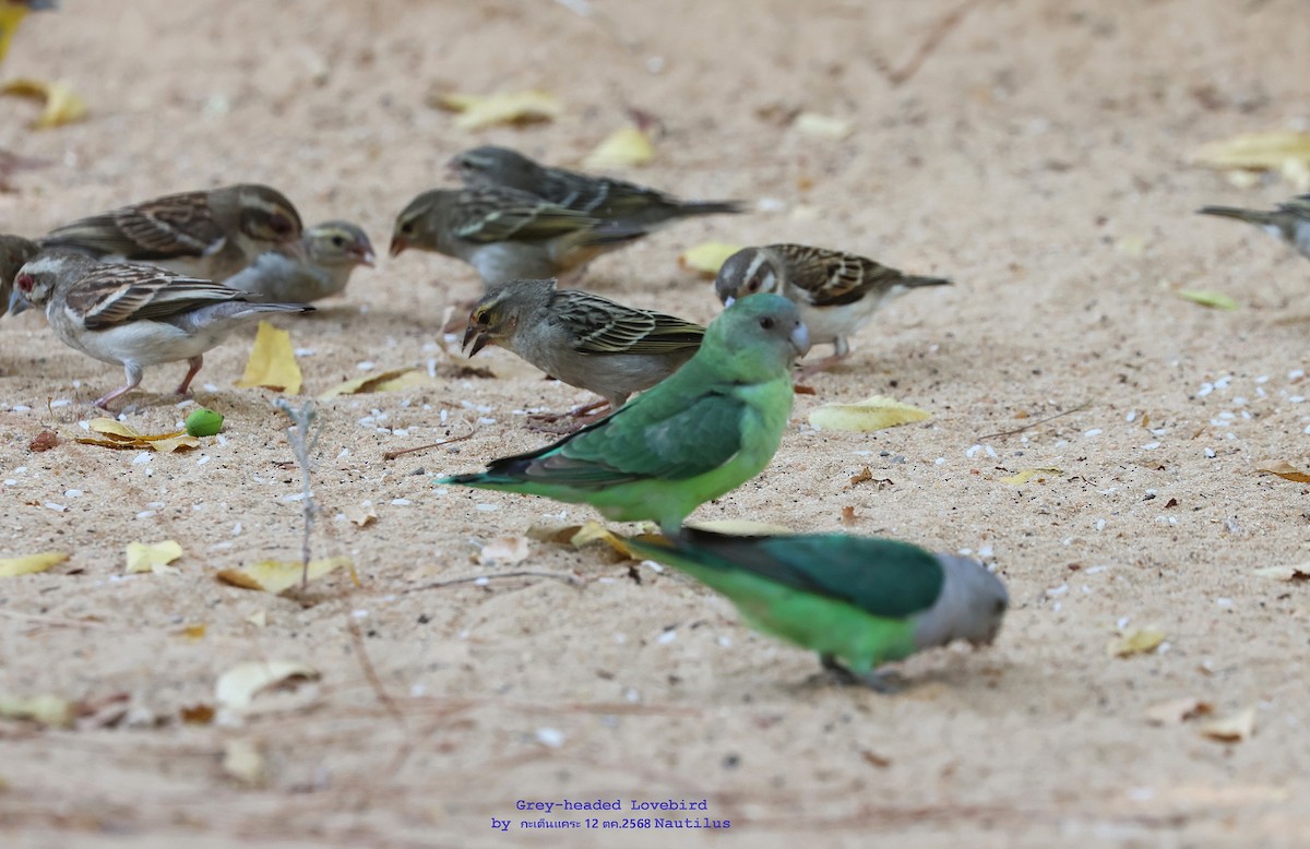 Gray-headed Lovebird - ML644995647