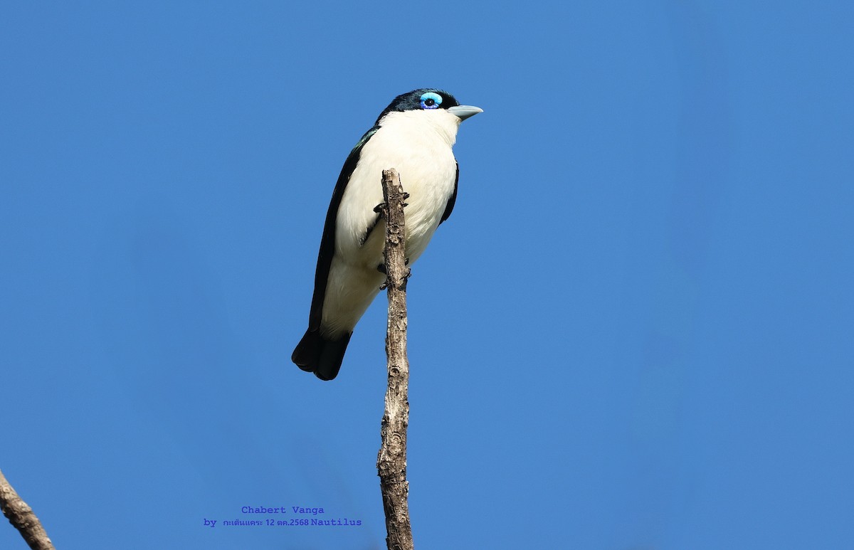 Chabert Vanga - ML644995652