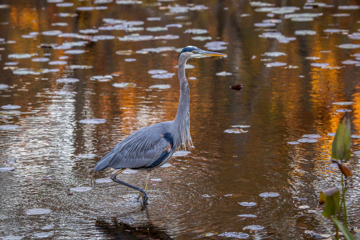 Great Blue Heron - ML644995660