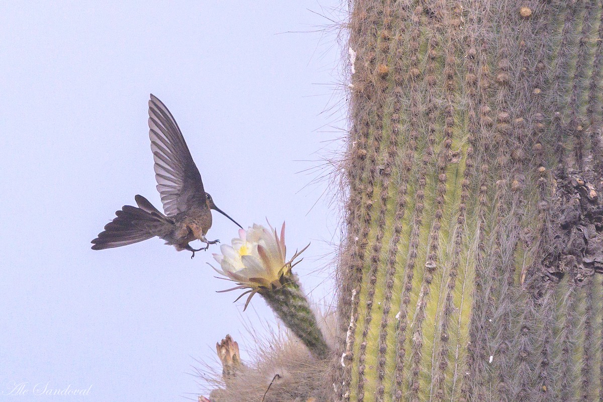 Giant Hummingbird - ML644995663