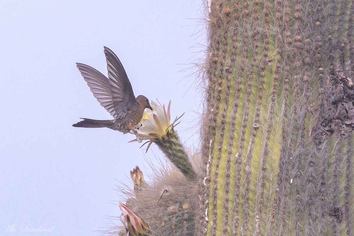 Giant Hummingbird - ML644995664