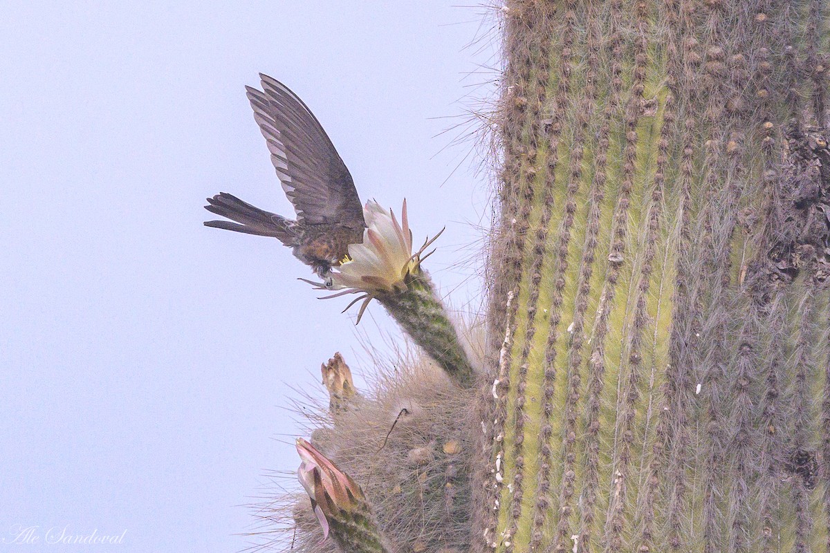 Giant Hummingbird - ML644995665