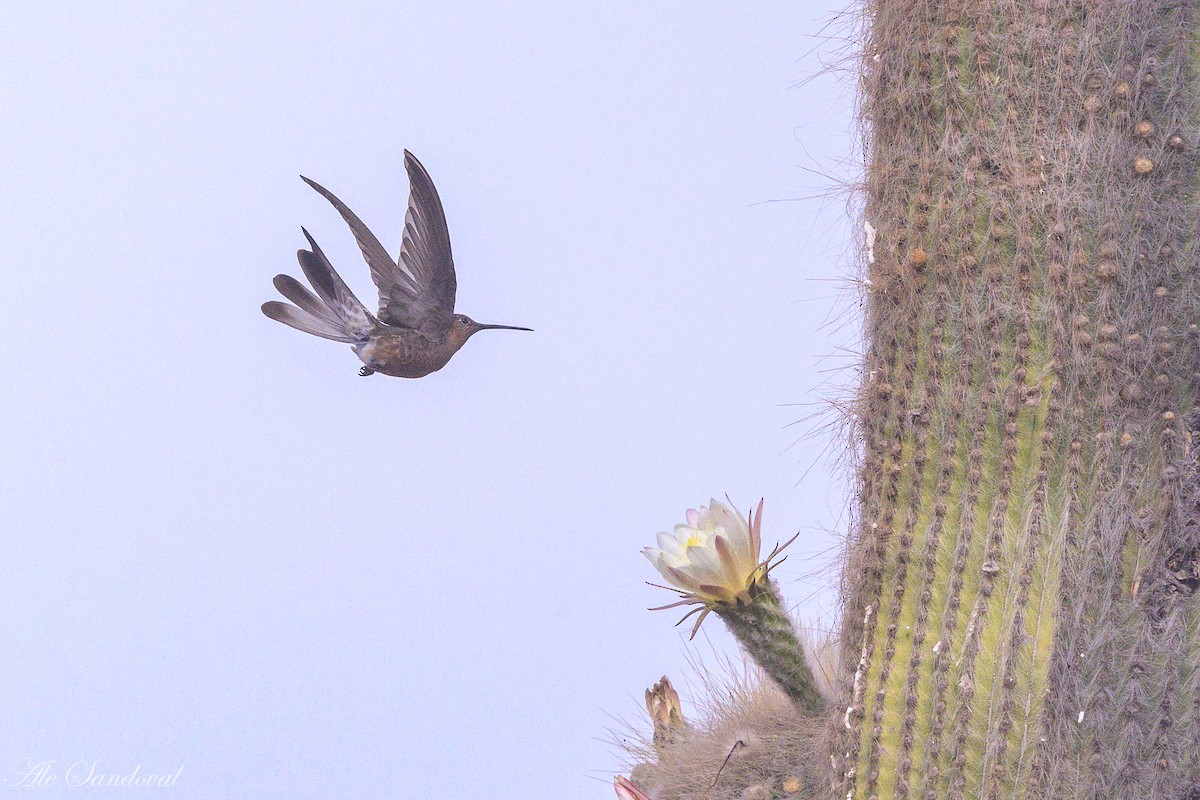 Giant Hummingbird - ML644995666