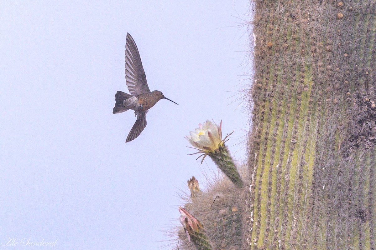 Giant Hummingbird - ML644995667