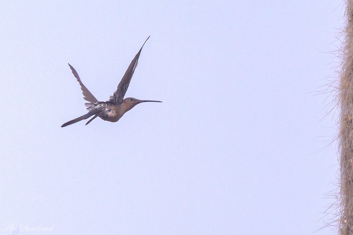 Giant Hummingbird - ML644995668