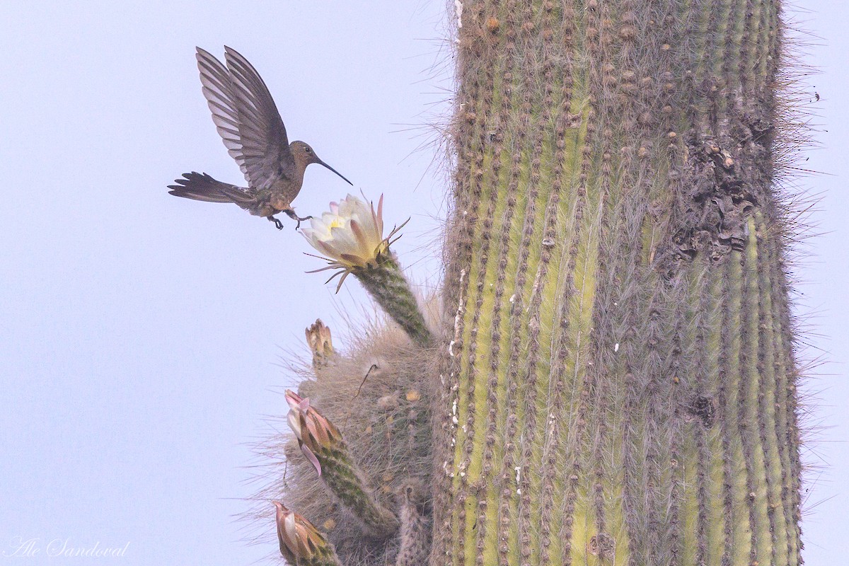 Giant Hummingbird - ML644995669