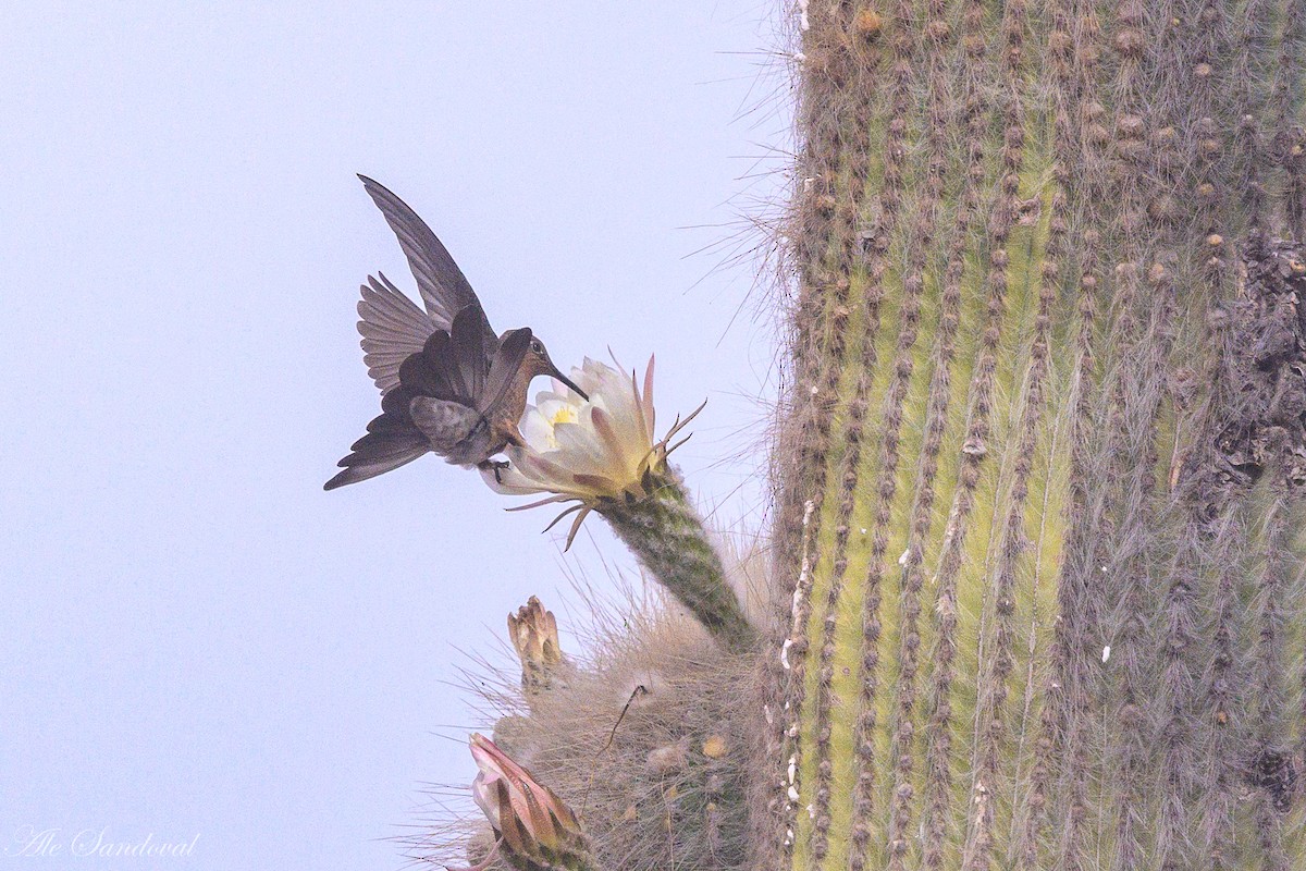 Giant Hummingbird - ML644995670