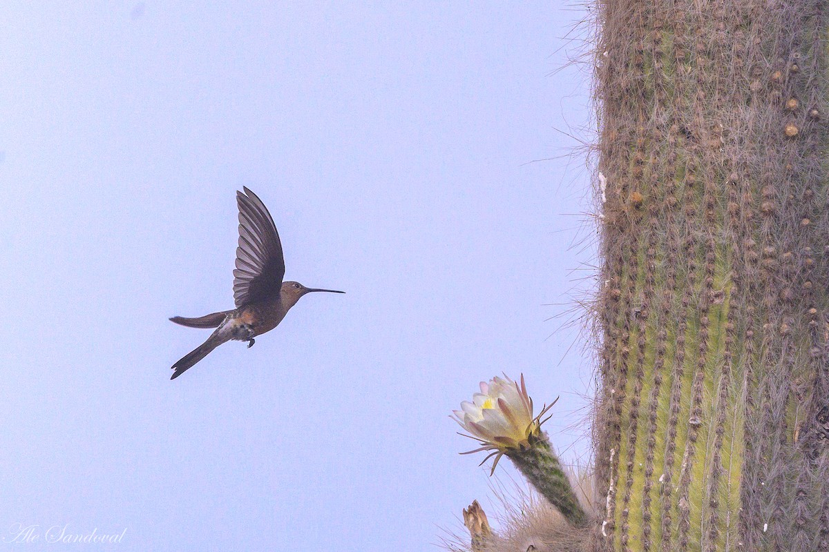 Giant Hummingbird - ML644995672