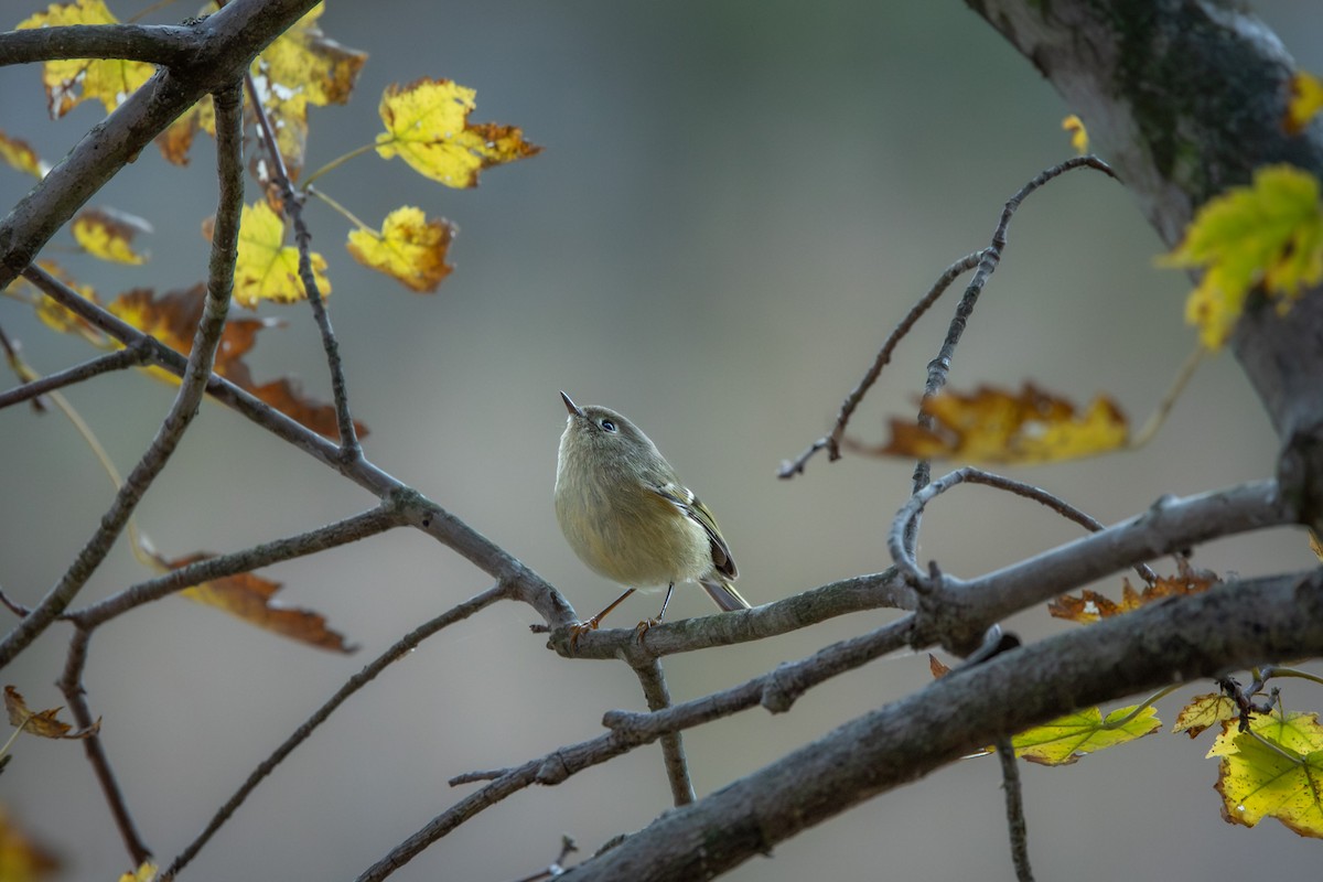 Ruby-crowned Kinglet - ML644995676