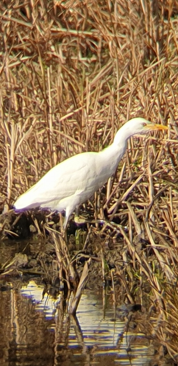 Western Cattle-Egret - ML644995680
