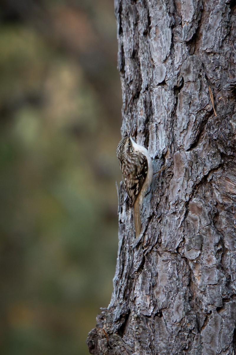 Brown Creeper - ML644995681