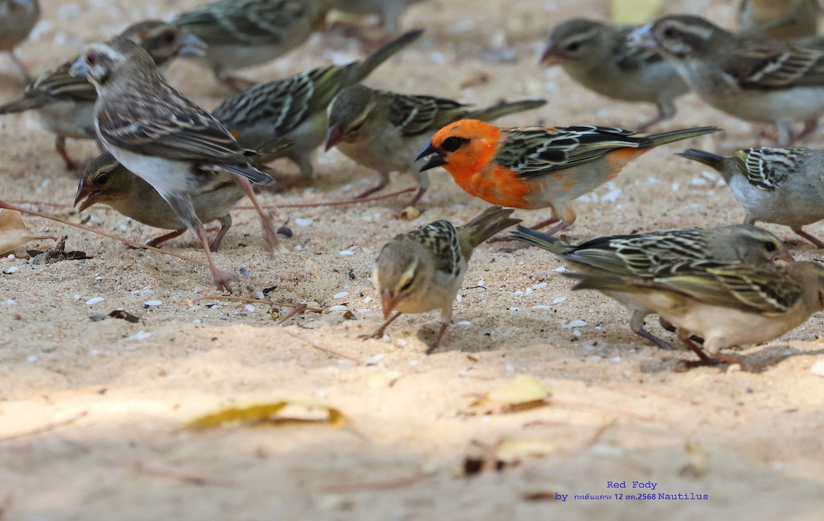 Red Fody - ML644995695