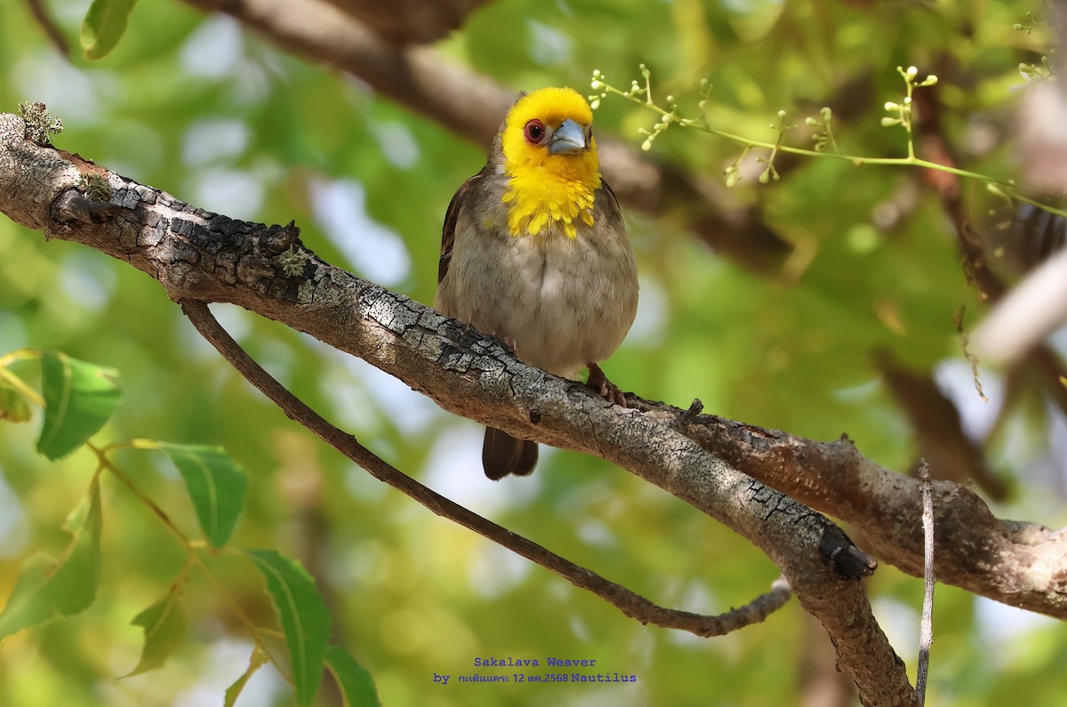 Sakalava Weaver - ML644995709