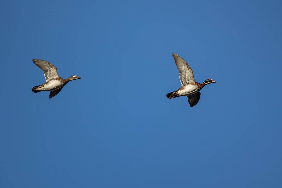 Wood Duck - ML644995731