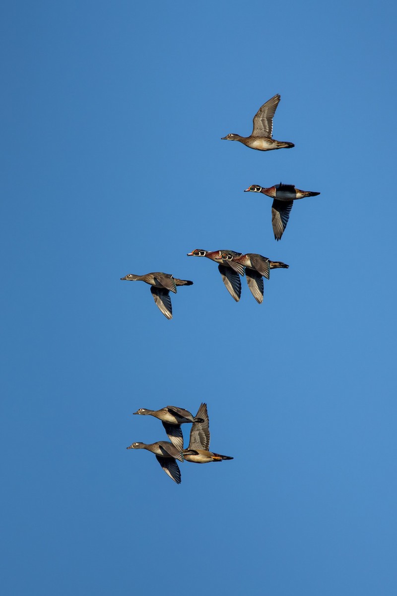 Wood Duck - ML644995732