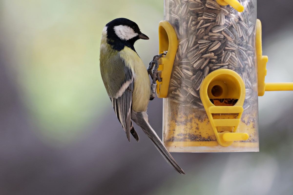Great Tit - ML644995736