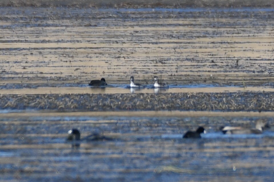 potápka černokrká - ML644995745