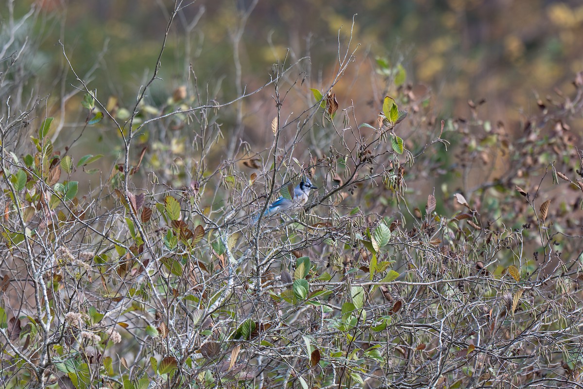 Blue Jay - ML644995754