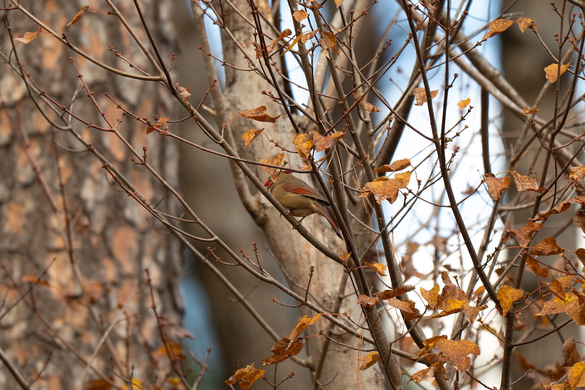 Northern Cardinal - ML644995758
