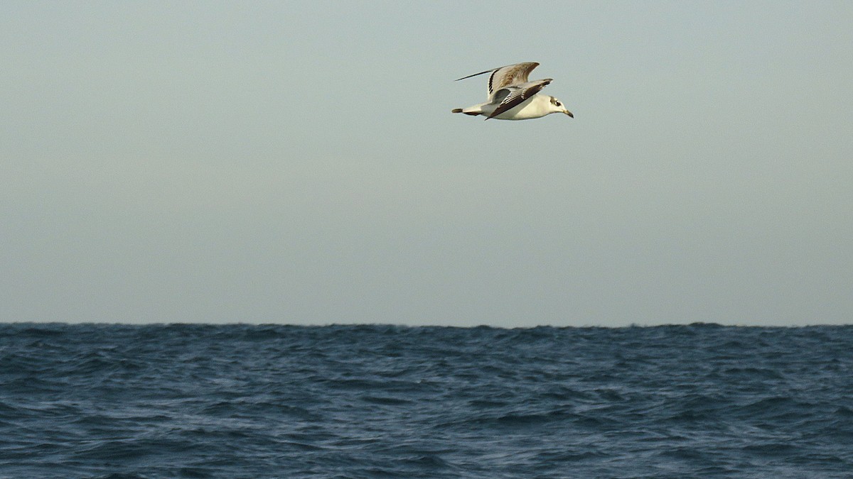 ニシズグロカモメ - ML644995781