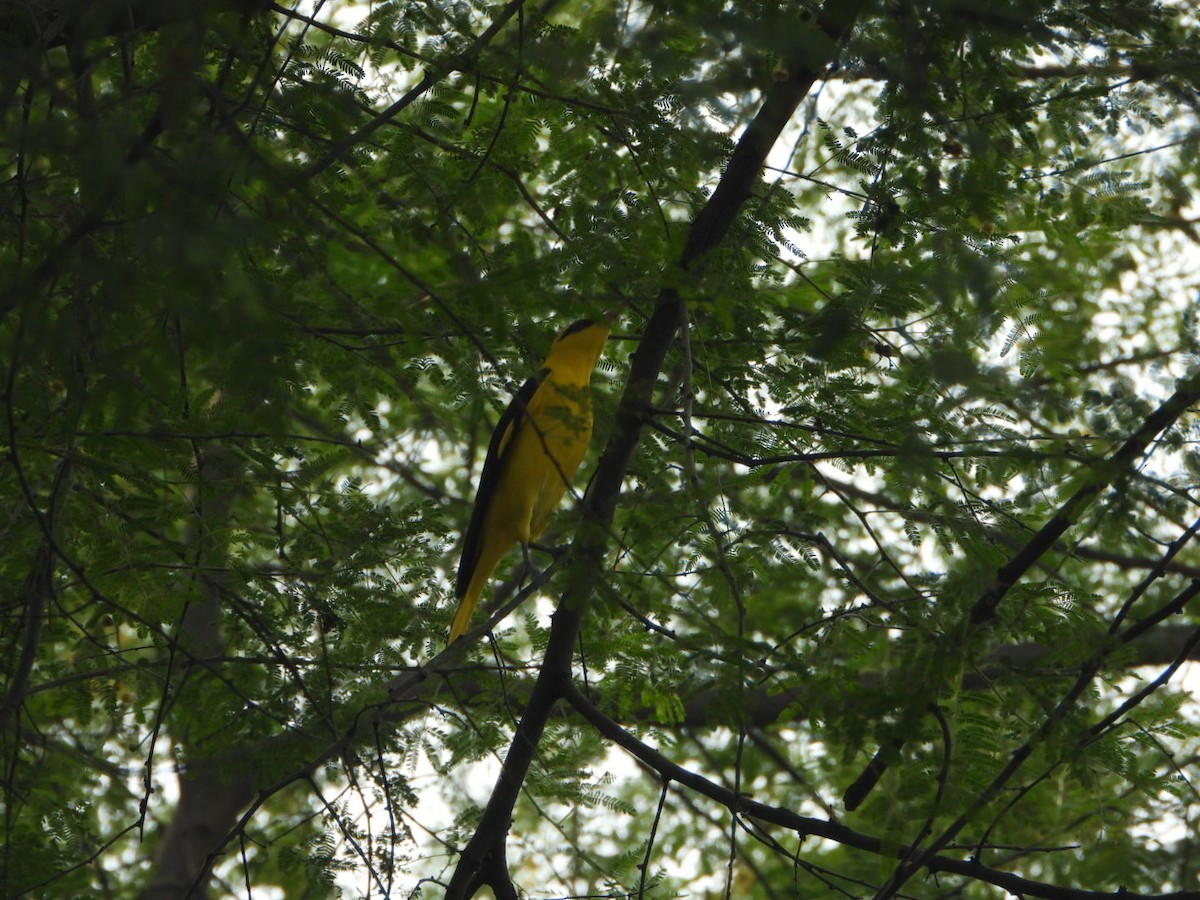 Indian Golden Oriole - ML644995784