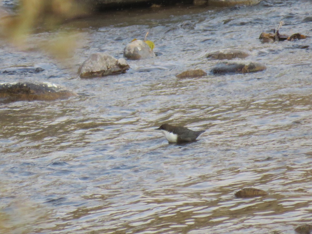 אמודאי הנחלים - ML644995800