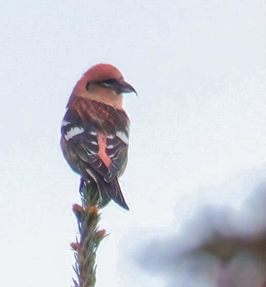 båndkorsnebb - ML644995852