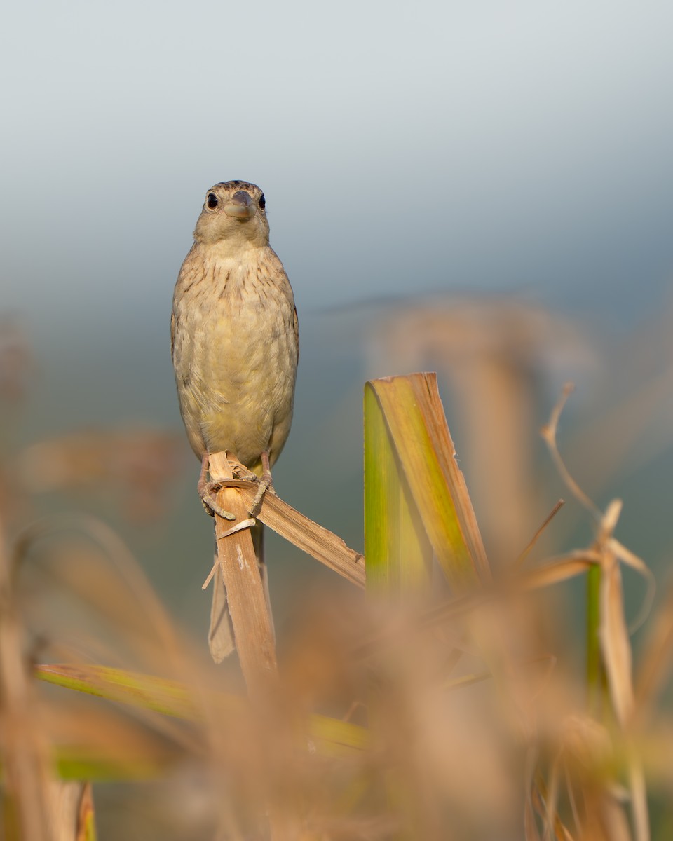 Black-headed Bunting - ML644995868