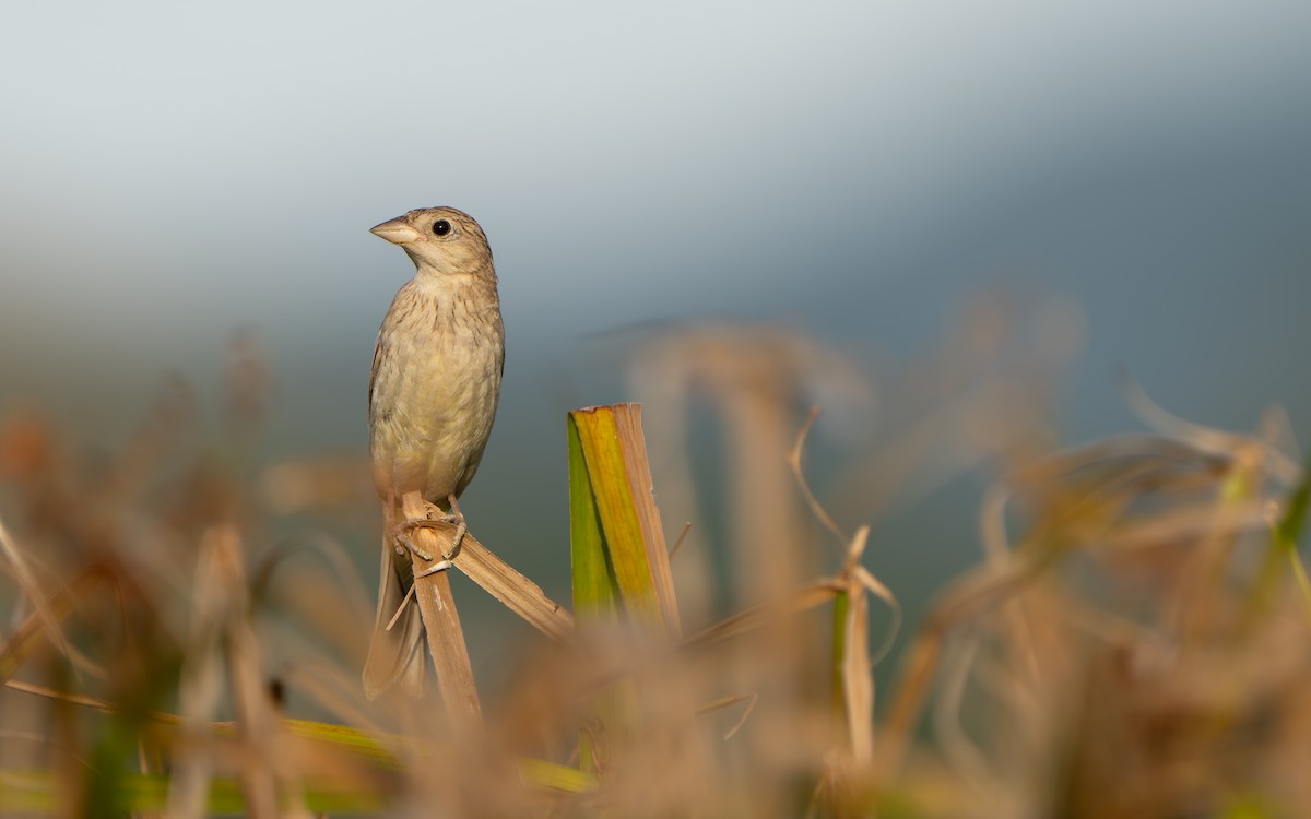 Black-headed Bunting - ML644995869