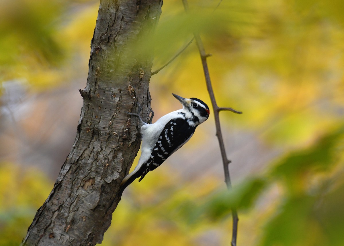 Hairy Woodpecker (Eastern) - ML644995870