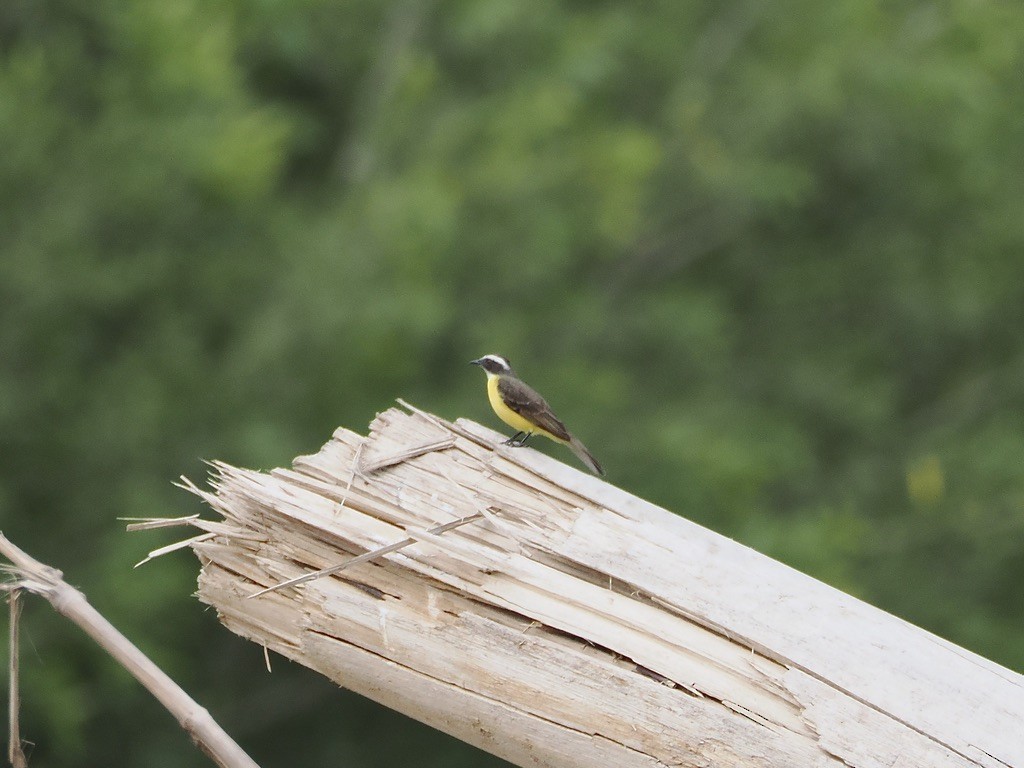 Tyran sociable - ML644995873