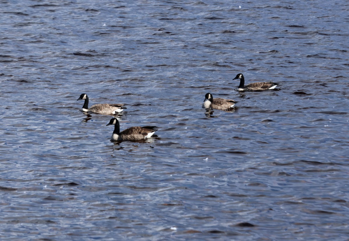 Barnacla Canadiense Grande - ML644995874