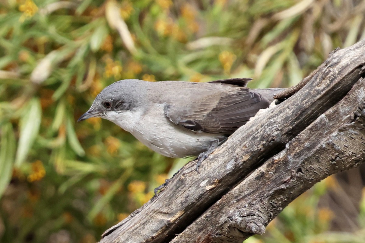 白喉林鶯 - ML644995883